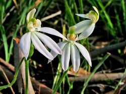 Caladenia prolata.jpg