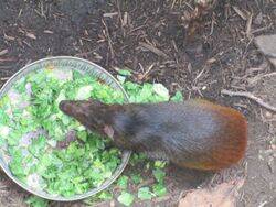 Captive Red-rumped Agouti, Madison, WI.jpg