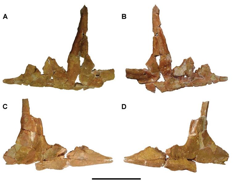 File:Carcharodontosaurus jugal bones.jpg