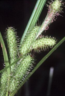 Carex frankii NRCS-1.jpg