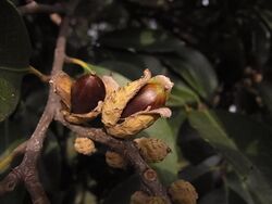 Castanopsis sieboldii (Makino) Hatus. — スダジイ by urasimaru.jpg