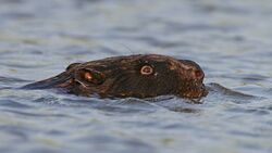 Beaver swimming