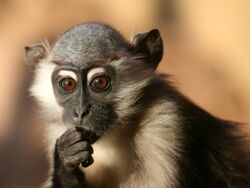 Young cherry-crowned mangabey