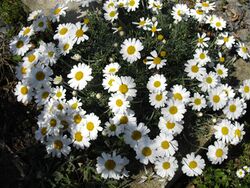 Chrysanthemum mariesii var hosmariense 7.JPG