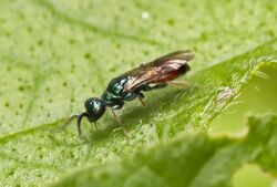 Cleptes semiauratus cuckoo wasp.jpg