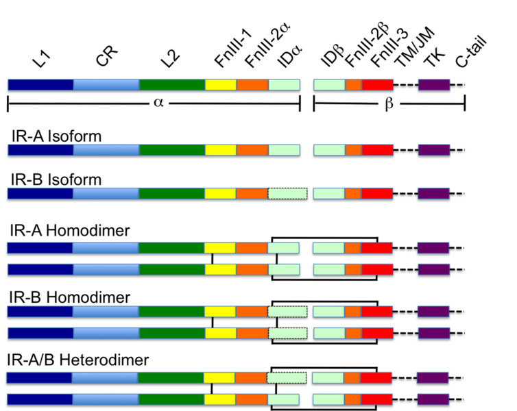 File:Colour coded Schematic of the Insulin Receptor.png
