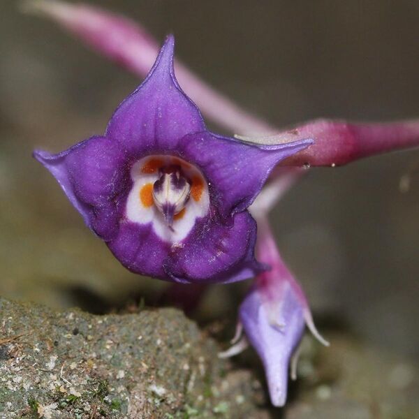 File:Conandron ramondioides (flower s4).jpg