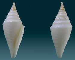 Conus beatrix 2013 000.jpg