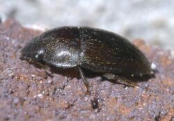 Cryptarcha ampla P1640954a.jpg