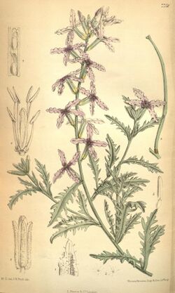 Curtis's botanical magazine (Tab. 7750) (8634431881).jpg