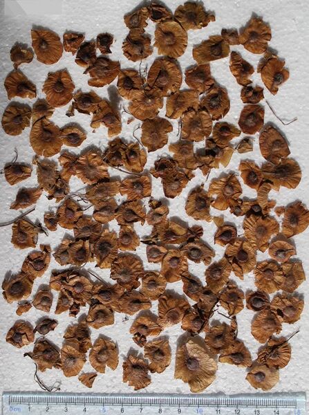 File:Cyclocarya paliurus seeds, by Omar Hoftun.jpg