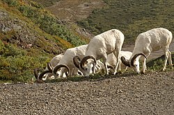 Dall Sheep herd