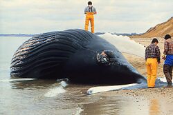 Dead whale NOAA.jpg