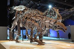 Denversaurus in Houston Museum.jpg