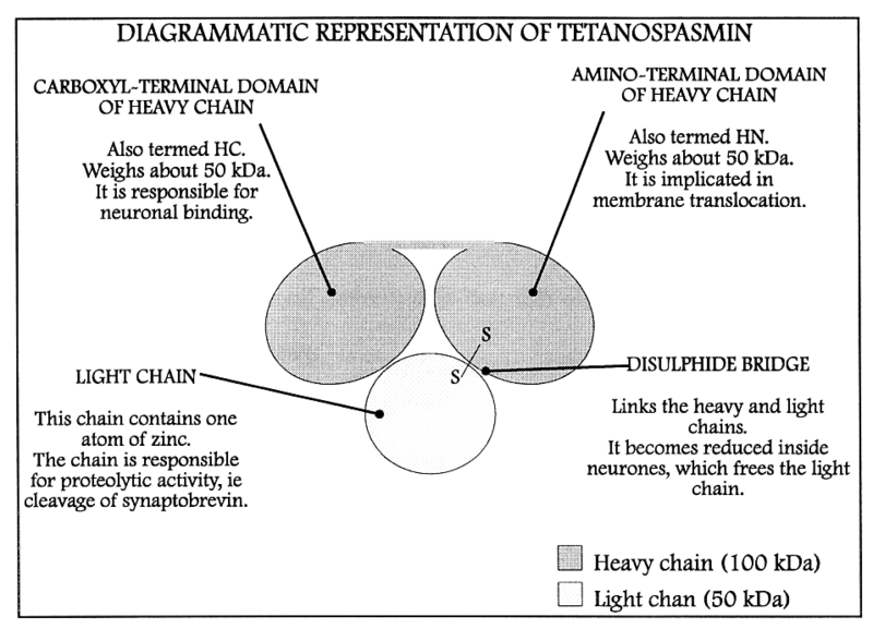 File:Diagram of structure of tetanospasmin.png