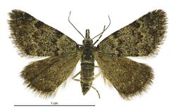 Dichromodes cynica female.jpg