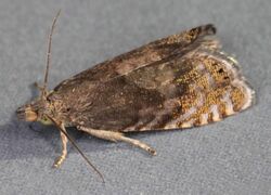 Dichrorampha plumbana, Caen y coed, North Wales, May 2010 (19656672586).jpg