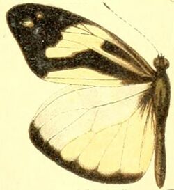 Dismorphia crisia foedora male.JPG