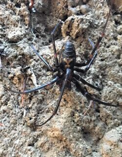 Dolloff Cave Spider.jpg