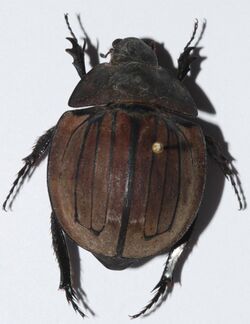 Dynastid Beetle (Hexodon patella) (8436621214).jpg