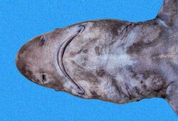 Echinorhinus cookei head.jpg