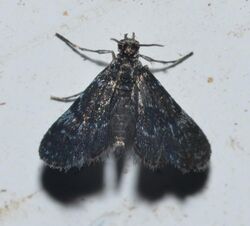 Elophila tinealis (moth) (14935774829).jpg