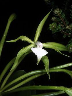 Epidendrum philocremnum Orchi 01.jpg