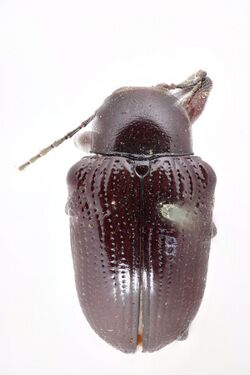 Eurydemus grandis (Baly, 1861); Type; NHMUK011520760; Dorsal habitus.jpg