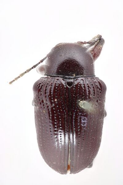 File:Eurydemus grandis (Baly, 1861); Type; NHMUK011520760; Dorsal habitus.jpg