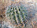 Ferocactus recurvus ssp. greenwoodii (5751526777).jpg