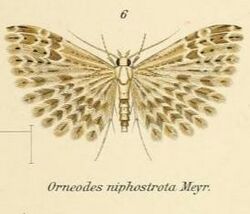 Fig.06-Alucita niphostrota.JPG