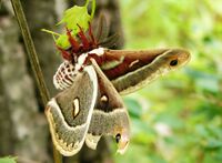 Flickr - Furryscaly - Columbia Silk Moth.jpg