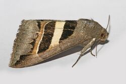 Grammodes geometrica moth.jpg