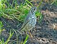 Groundscraper Thrush SMTC2.jpg