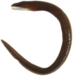 Gymnothorax vicinus - pone.0010676.g011.png