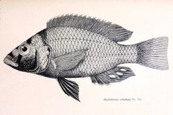 Haplochromis schubotzi2.jpg
