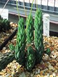 Haworthia glauca var jonesii jonesiae 2.jpg