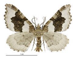 Helastia cymozeucta male.jpg