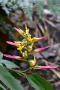 Heliconia schumanniana (Heliconiaceae) (29637192780).jpg