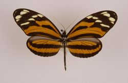 Heliconiusismenustelchina.jpg