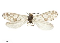Heteroconis ornata Enderlein, 1905 (AM AMNZ75224-1).jpg