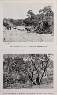 Historical image - Eucalyptus odorata.jpg