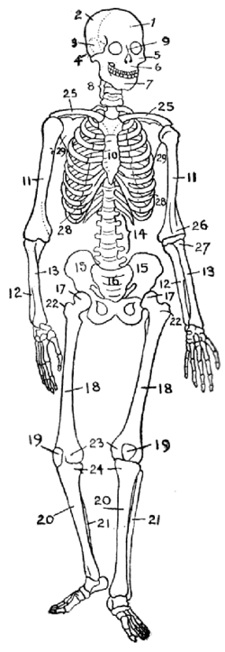 Human skeleton diagram.png