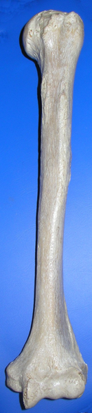 File:Humerus ant (mirroed).png