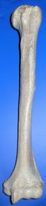 Humerus ant (mirroed).png