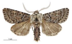 Ichneutica marmorata male.jpg