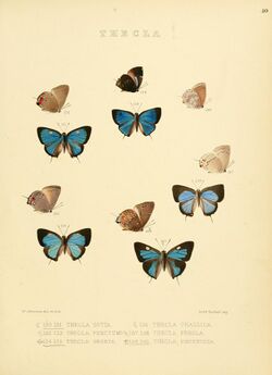Illustrations of diurnal Lepidoptera 40.jpg