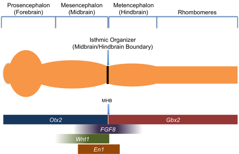 File:Isthmic Organizer TFs and signaling molecules.png