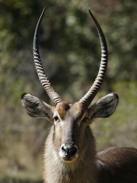 File:Kobus ellipsyprimus, male portrait (Livingstone, Zambia).jpg