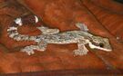 Kuhl's Flying Gecko (Ptychozoon kuhli) (8744025989).jpg